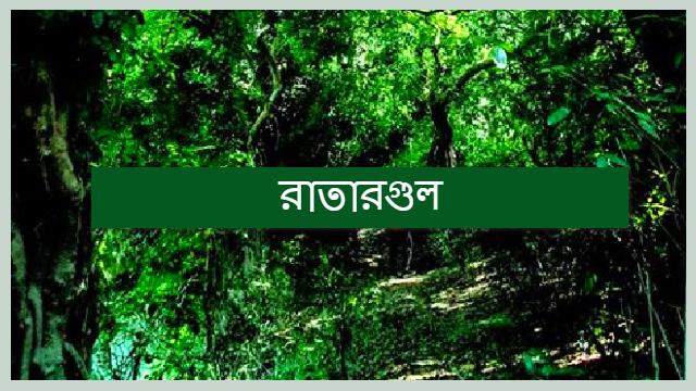 Sensational Ratargul | রাতারগুল | বাংলার আমাজন