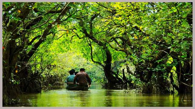 রাতারগুল-মিনি-সুন্দর-বন