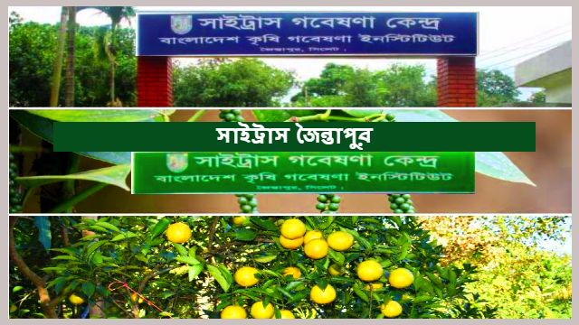 Citrus Research Center Jaintapur | সাইট্রাস জৈন্তাপুর