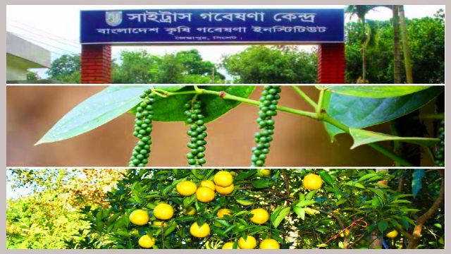 Citrus-Research-Center-Jaintapur