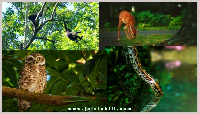 লাউয়াছড়া-lawachara-forest-animal